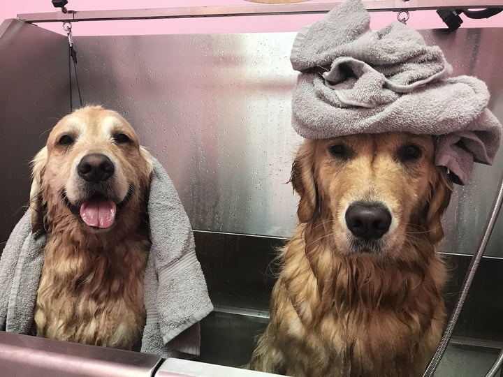 Pups having spa day at Woof Gang