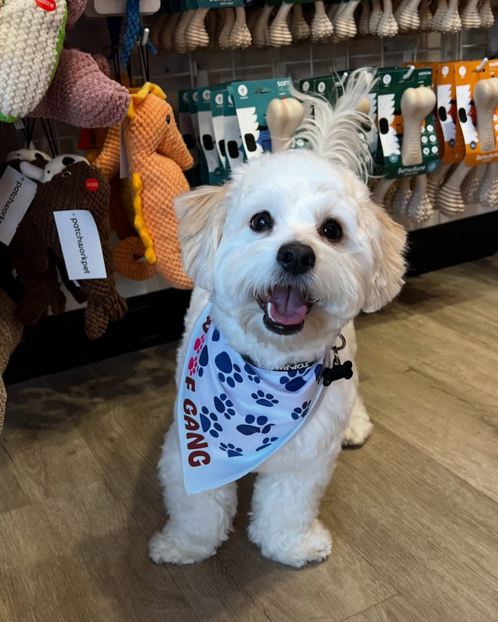 Welcome to Woof Gang Bakery & Grooming in South Chandler!