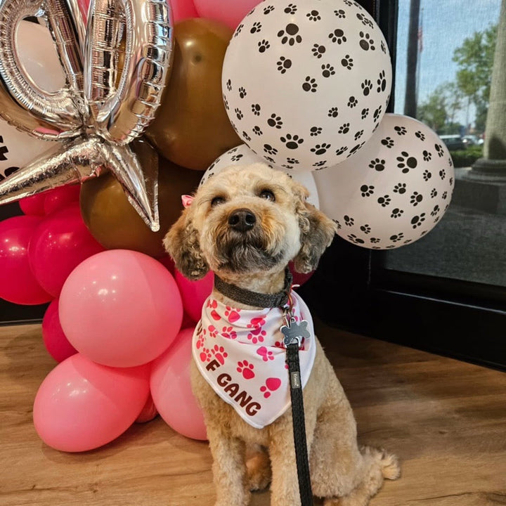 Elevate Your Pet’s Experience at Woof Gang Bakery & Grooming in Terra Vista Village!