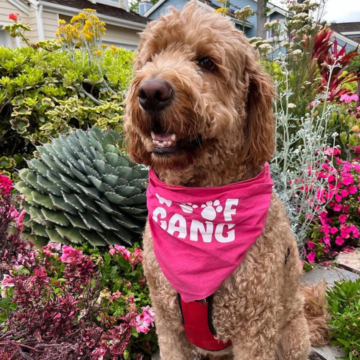 Elevate Your Pet’s Experience at Woof Gang Bakery & Grooming in Capitol Hill!