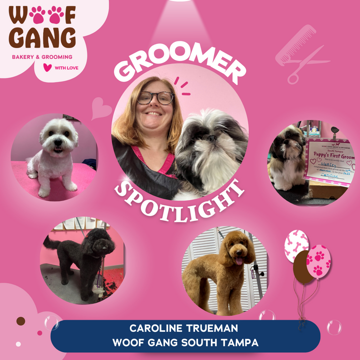Woof Gang Groomer Spotlight: Celebrating Caroline Trueman's Loving Touch since 2017 in South Tampa! 🐶❤️✂️