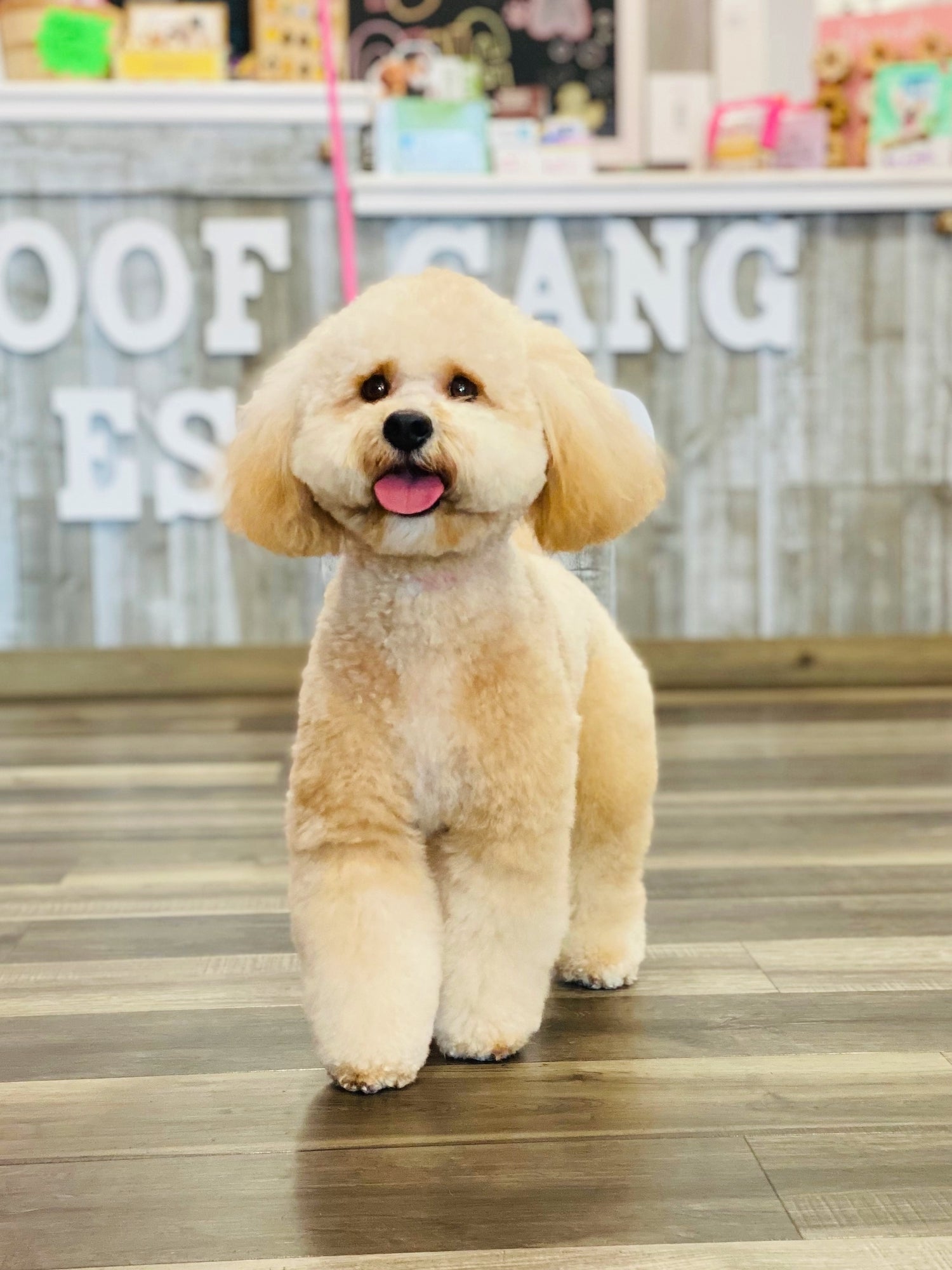 Professional Pet Grooming in Your Area Woof Gang Bakery & Grooming