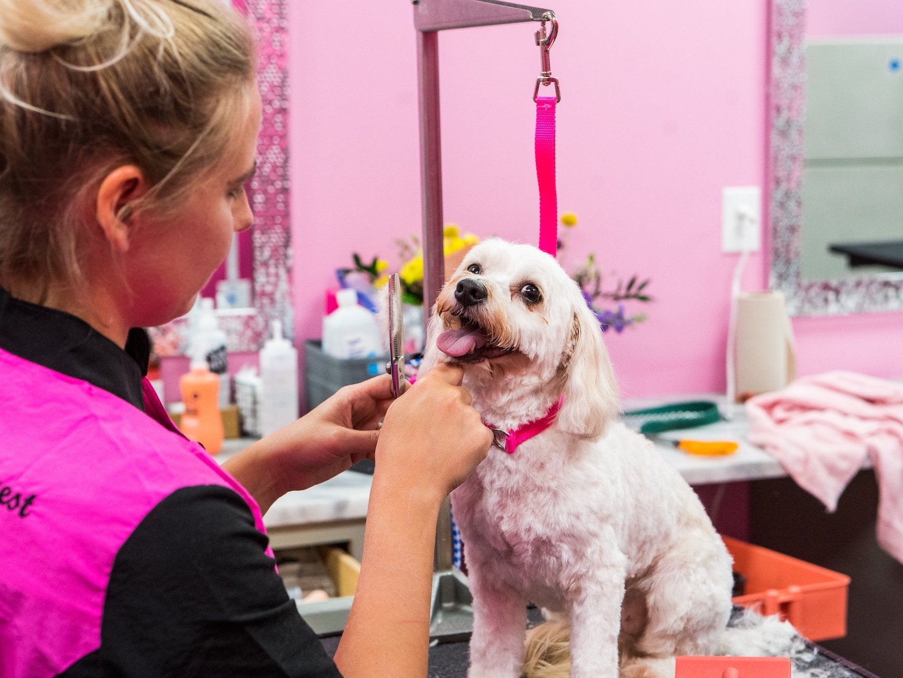 Professional Pet Grooming in Your Area Woof Gang Bakery & Grooming